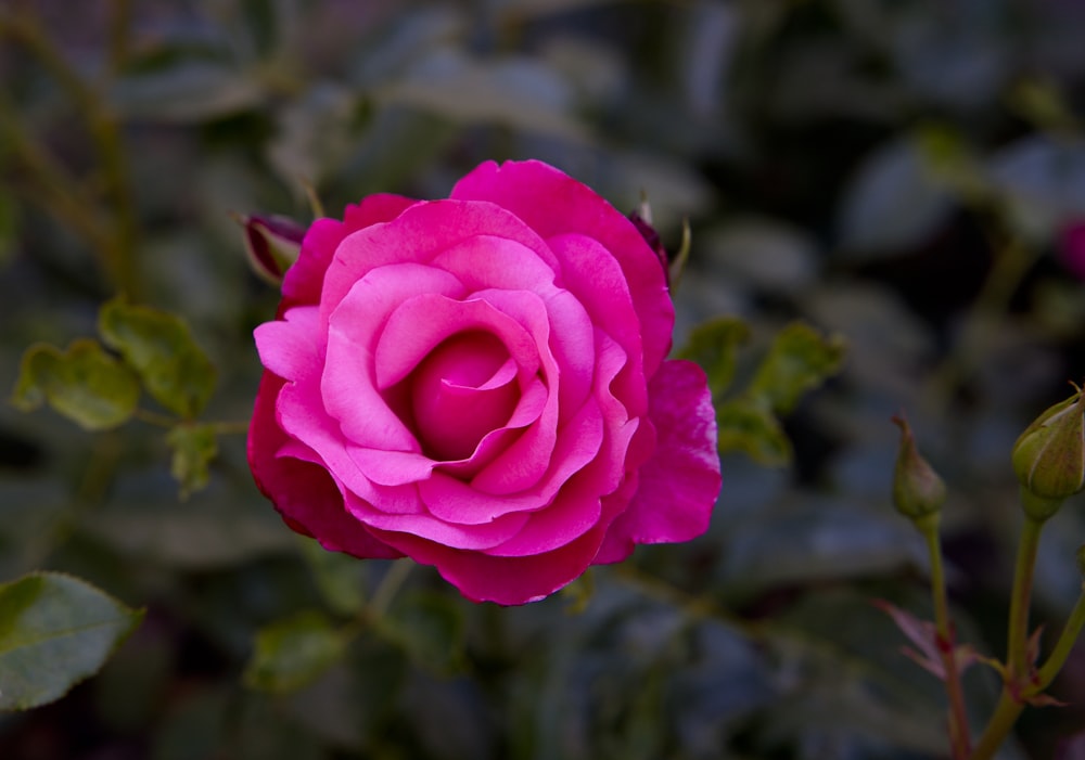 a pink rose is blooming in a garden