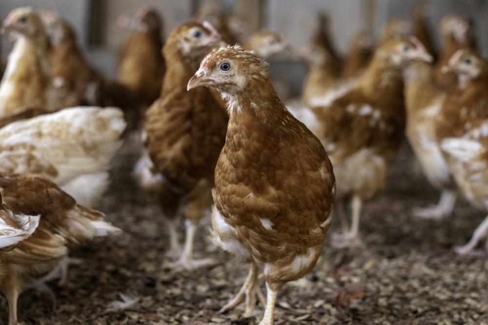 a group of chickens standing on top of a dirt ground