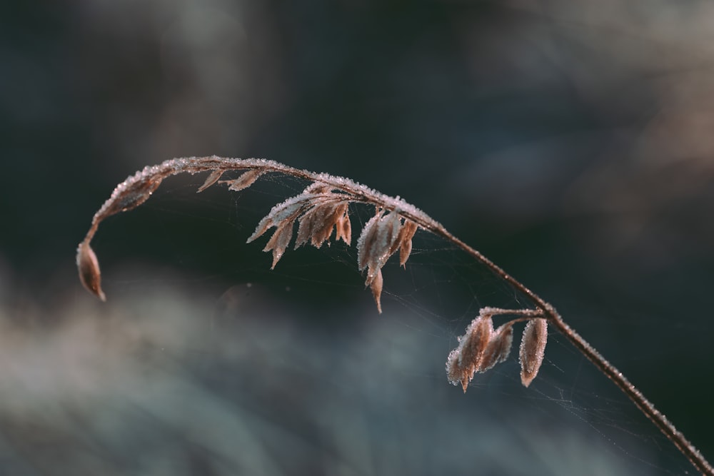 a close up of a plant with a blurry background