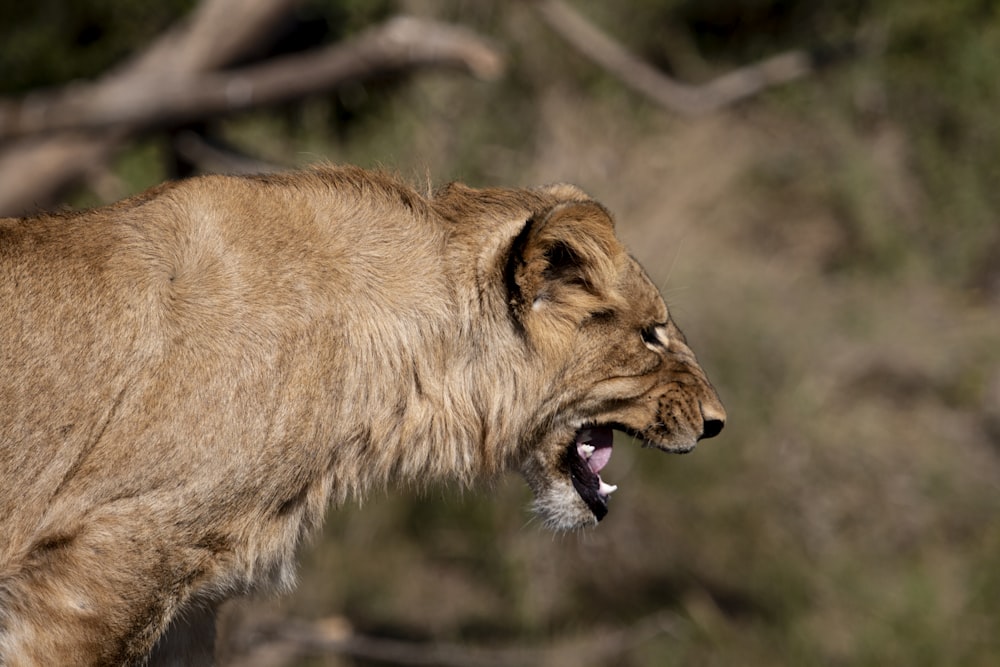 a close up of a lion with its mouth open