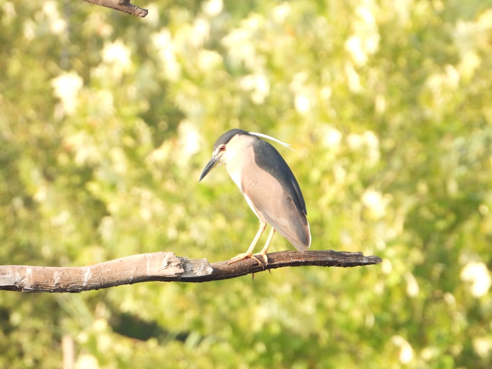 a bird is perched on a tree branch