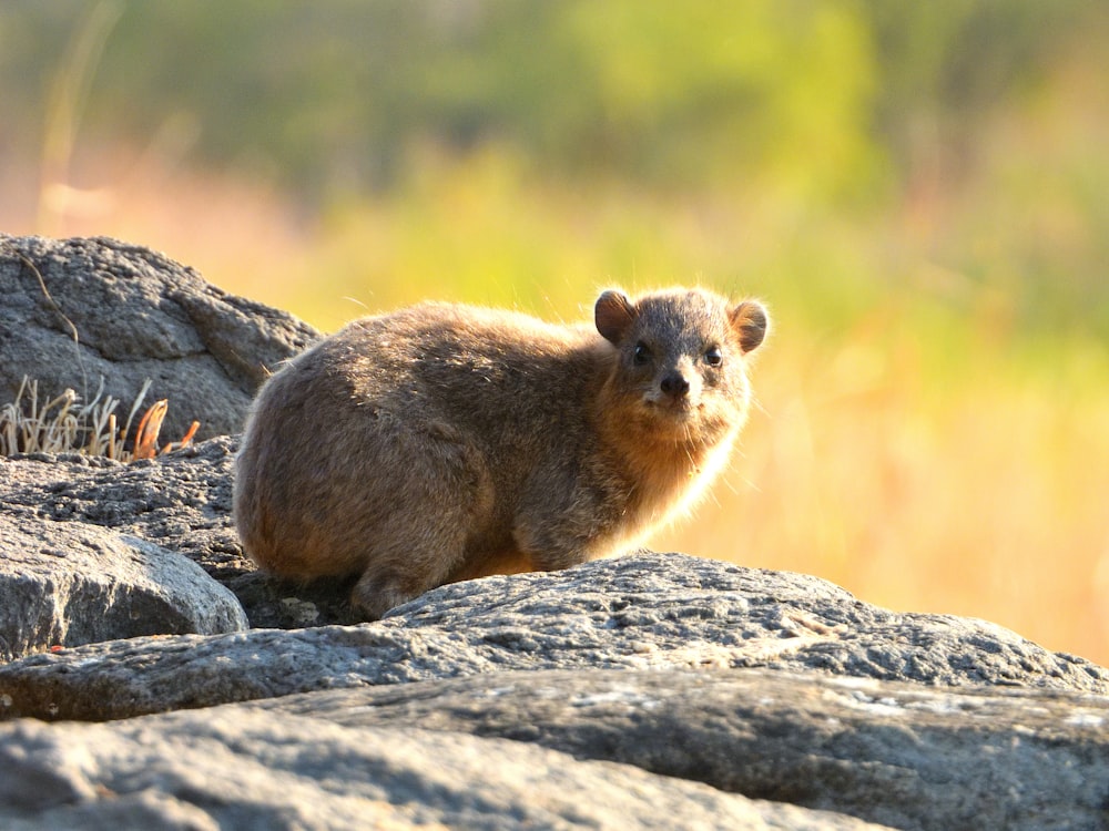 a brown animal standing on top of a rocky hillside