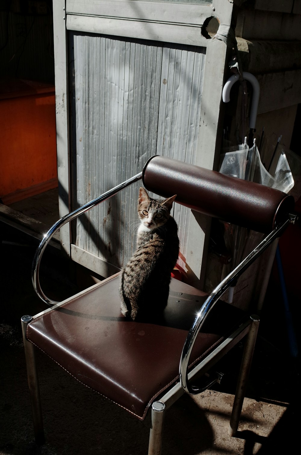 a cat sitting on top of a brown leather chair