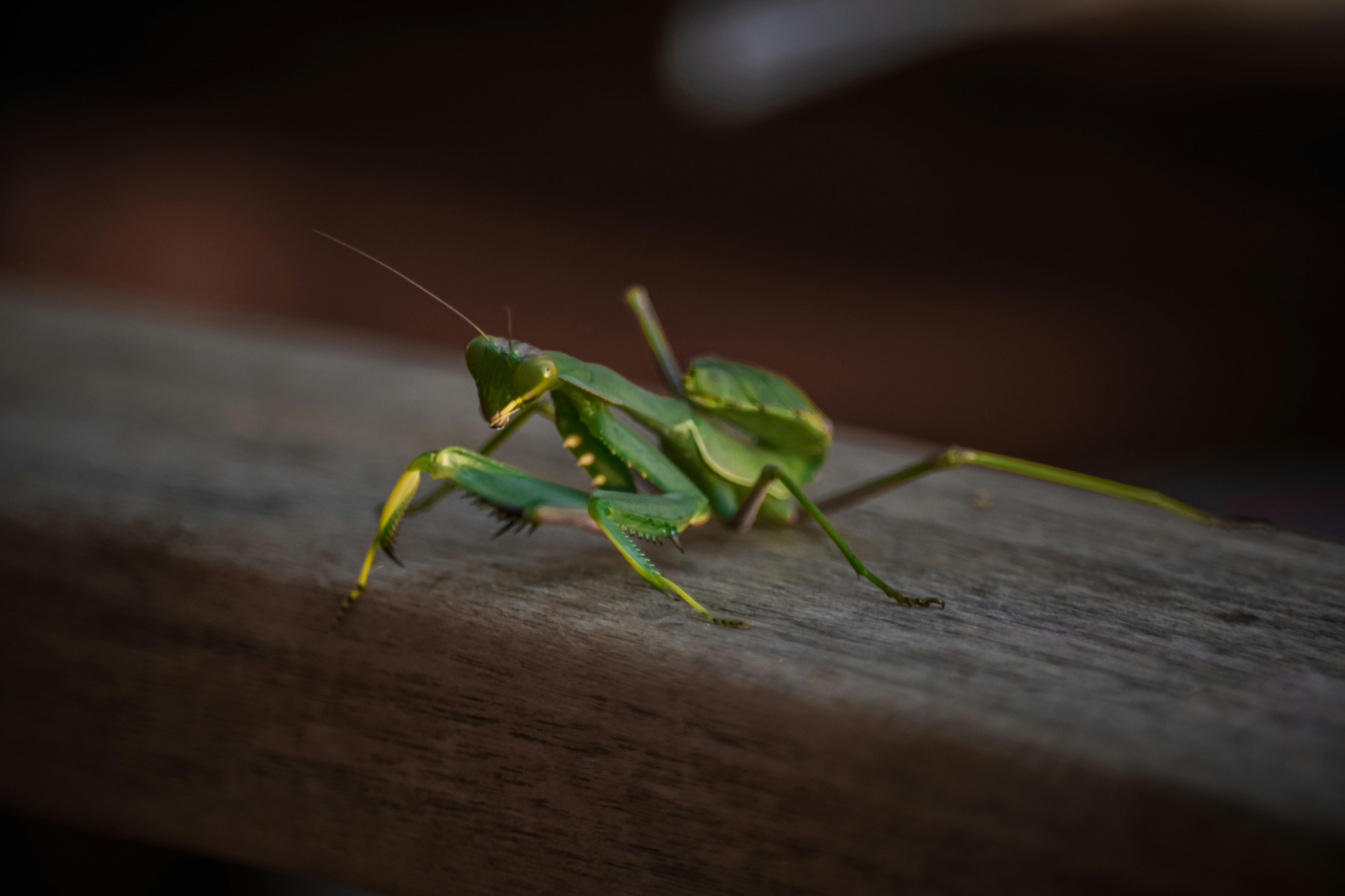 a close up of a grasshopper on a wooden surface