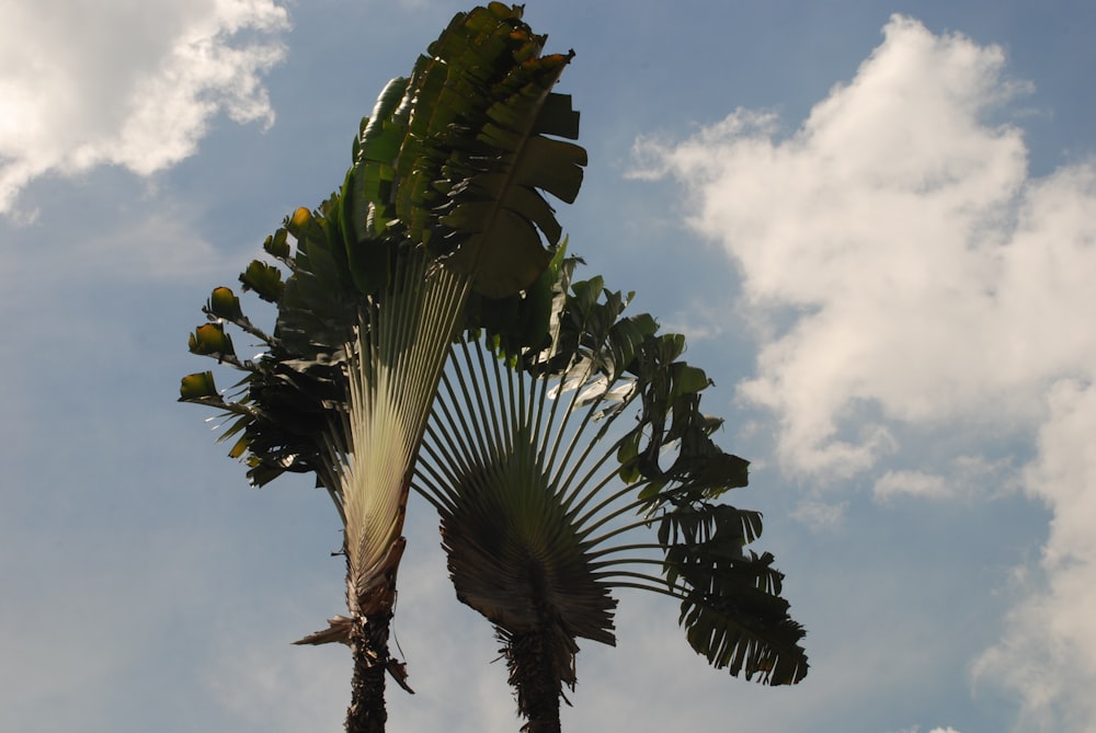 a palm tree with a sky in the background