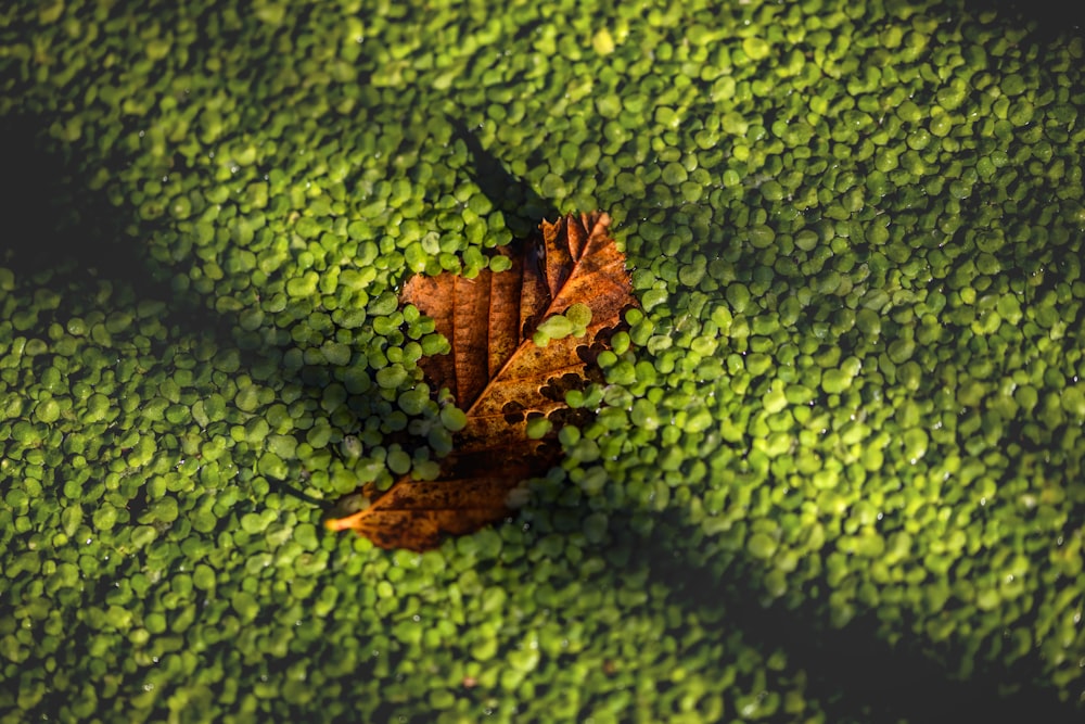 a leaf laying on top of a lush green field