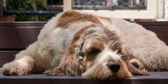 a brown and white dog laying on top of a wooden bench