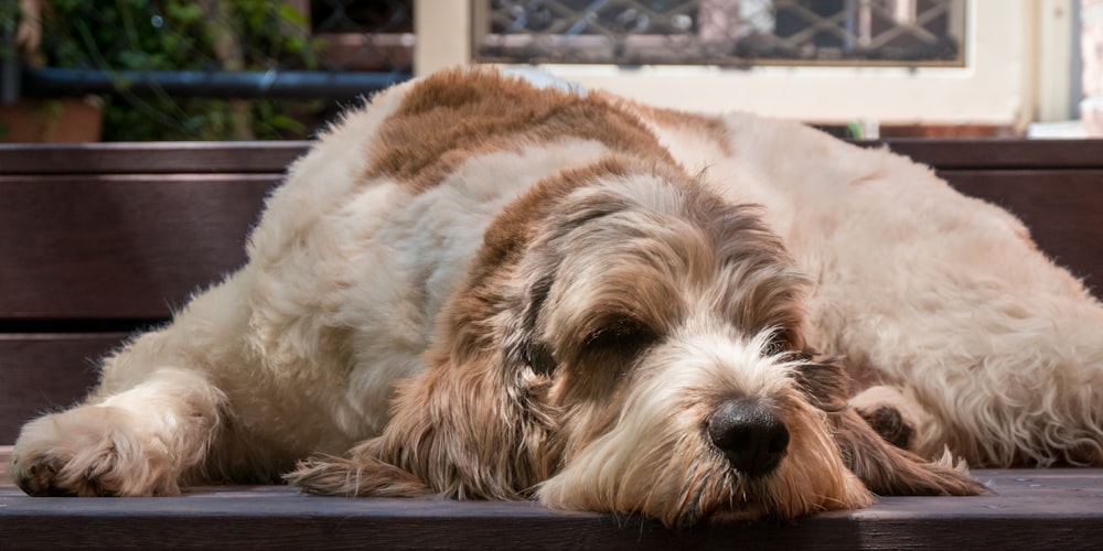 a brown and white dog laying on top of a wooden bench