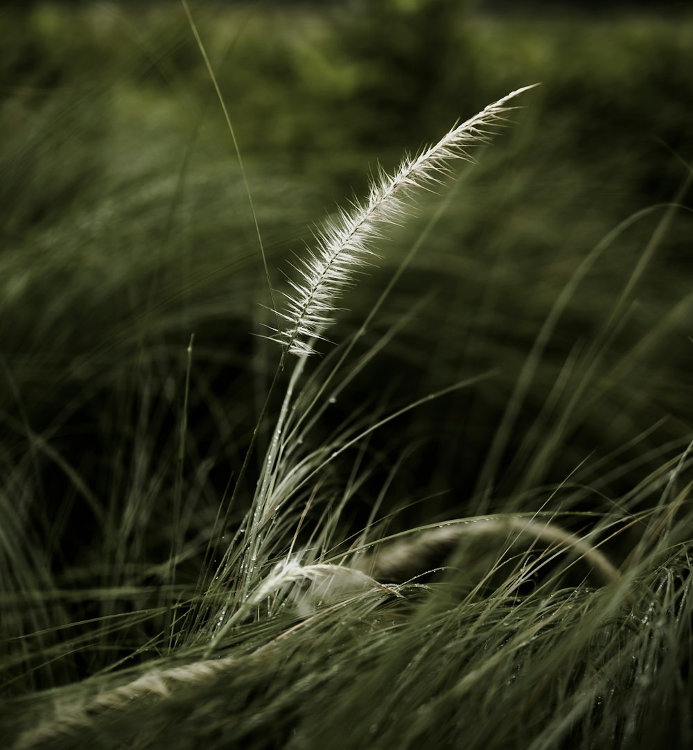 a close up of a grass plant with a blurry background