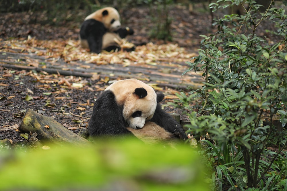 a couple of panda bears sitting on top of a forest floor