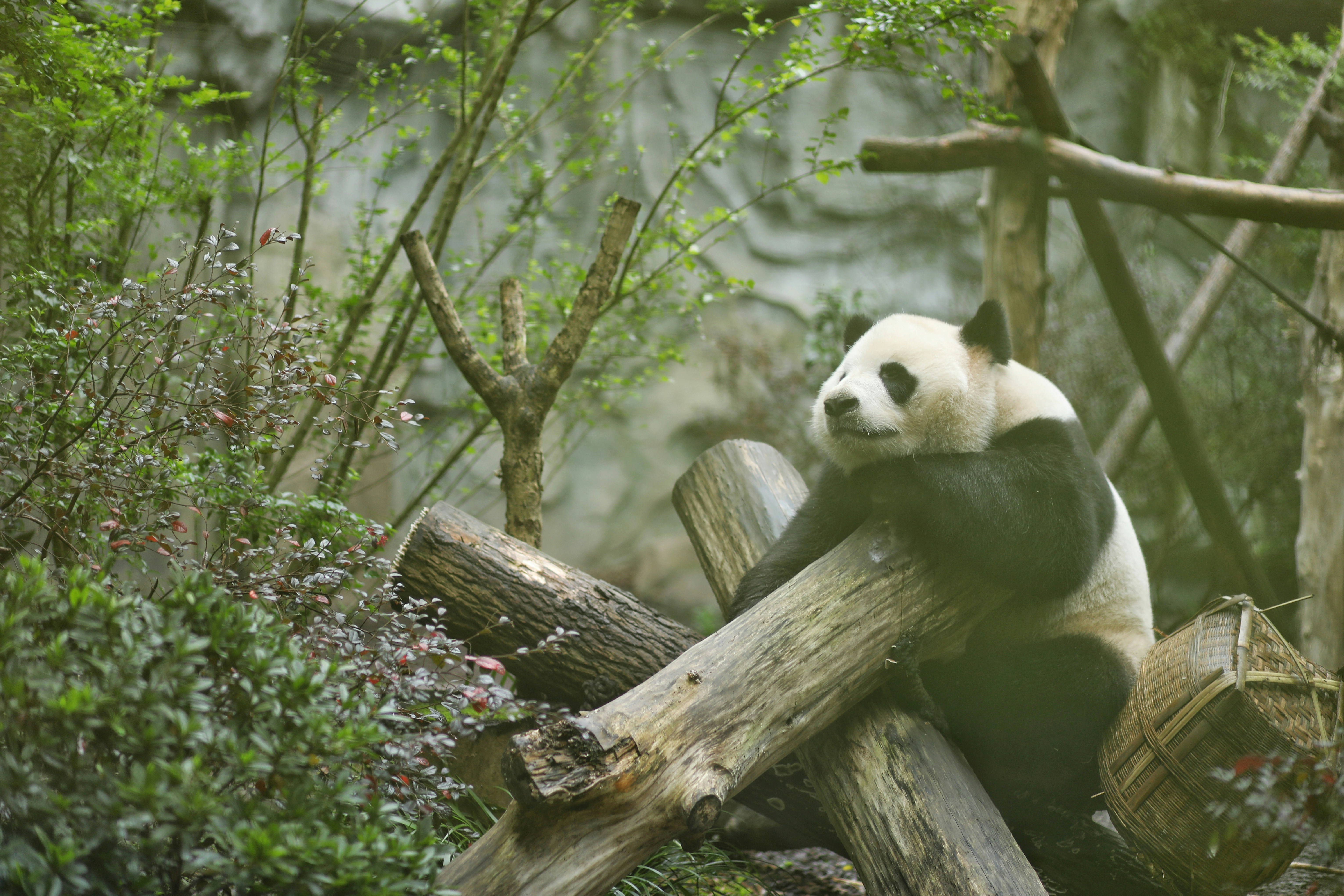 a panda bear sitting on top of a pile of logs
