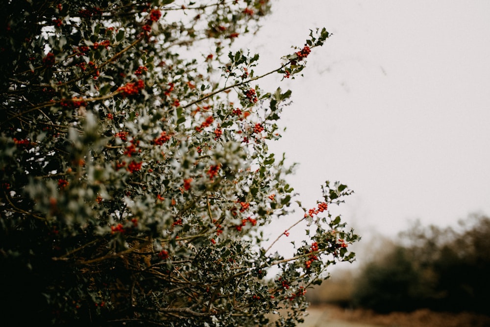 a tree with red berries on it next to a road
