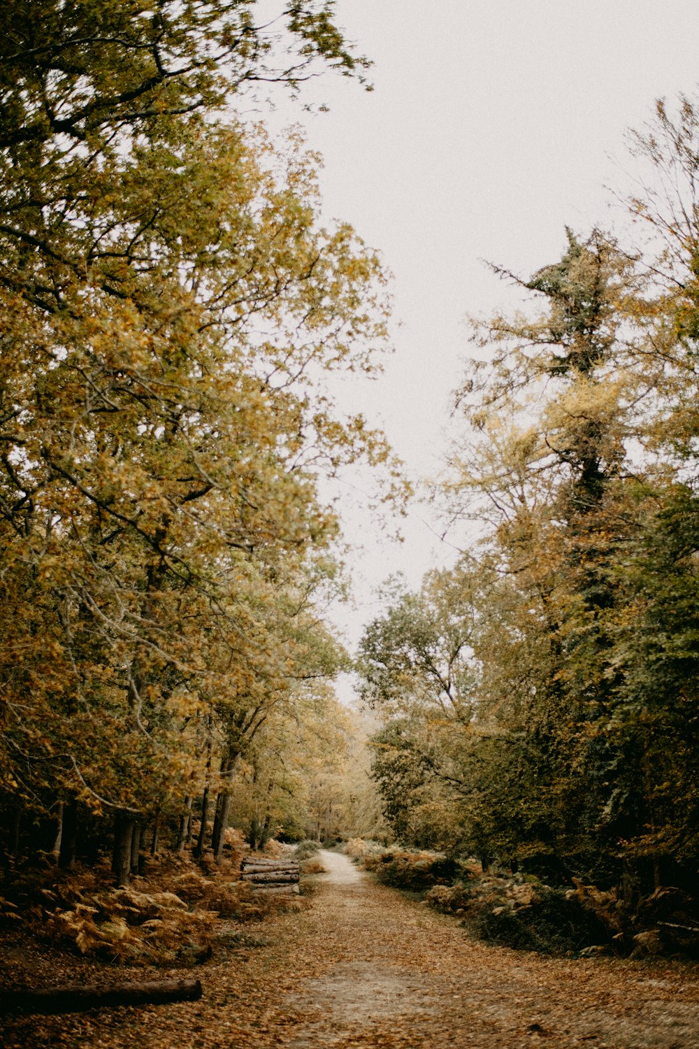 a dirt road surrounded by lots of trees