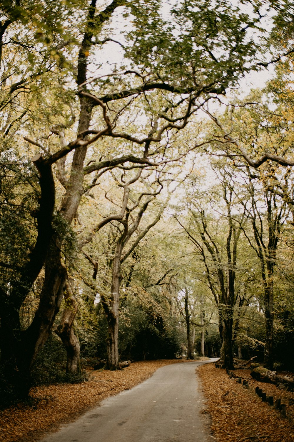 Una strada circondata da alberi con foglie sul terreno