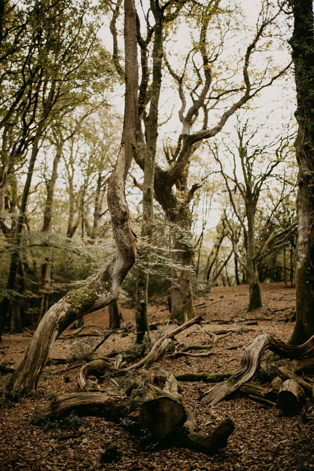 un gruppo di alberi che si trovano nel bosco