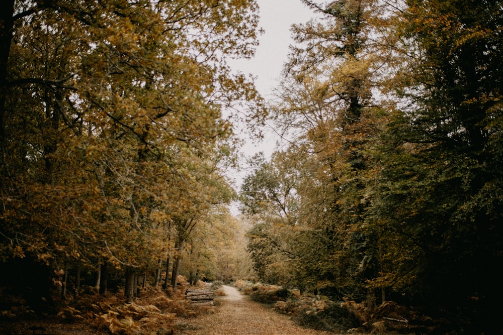 Un camino de tierra rodeado de muchos árboles