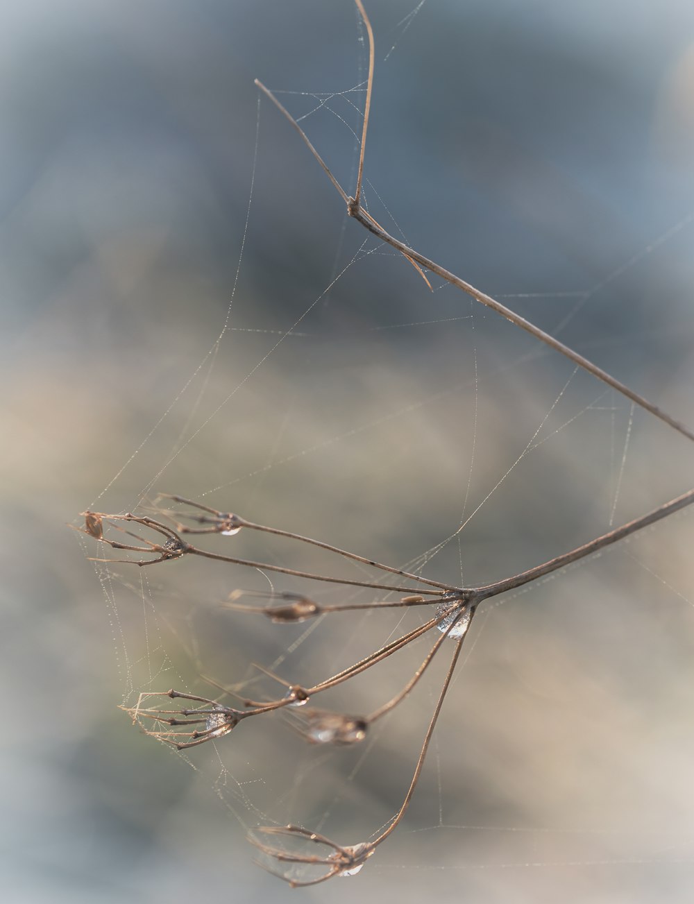 ein Spinnennetz, das an einem Ast hängt