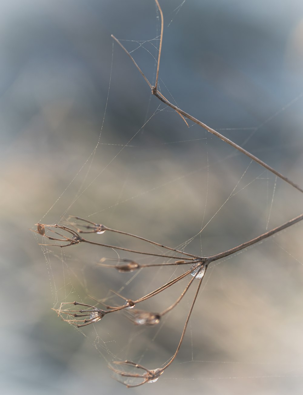 a spider web hanging from a tree branch