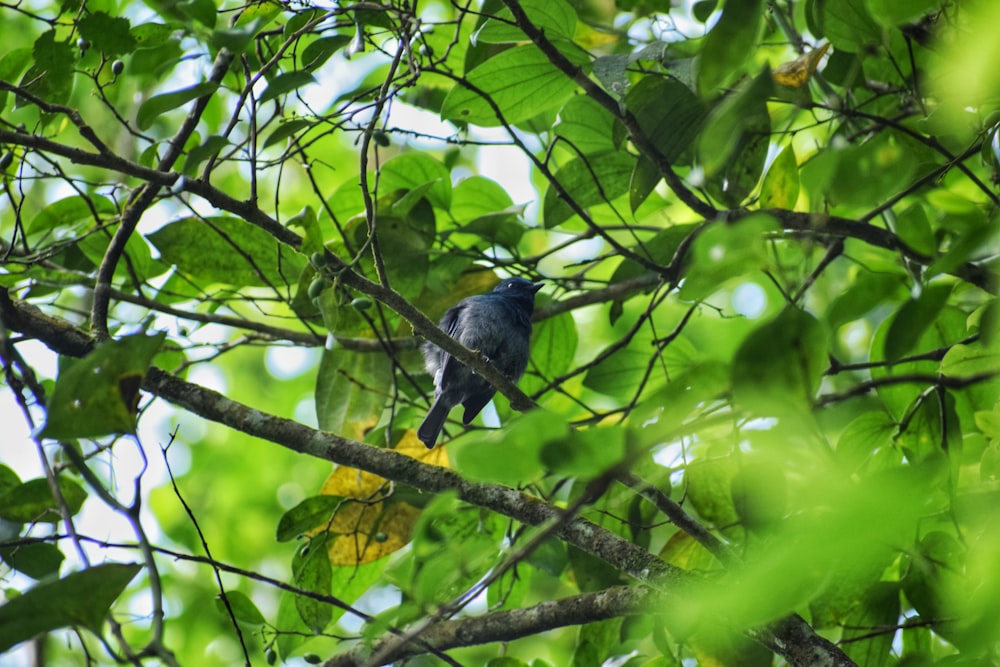 a bird sitting on a branch in a tree