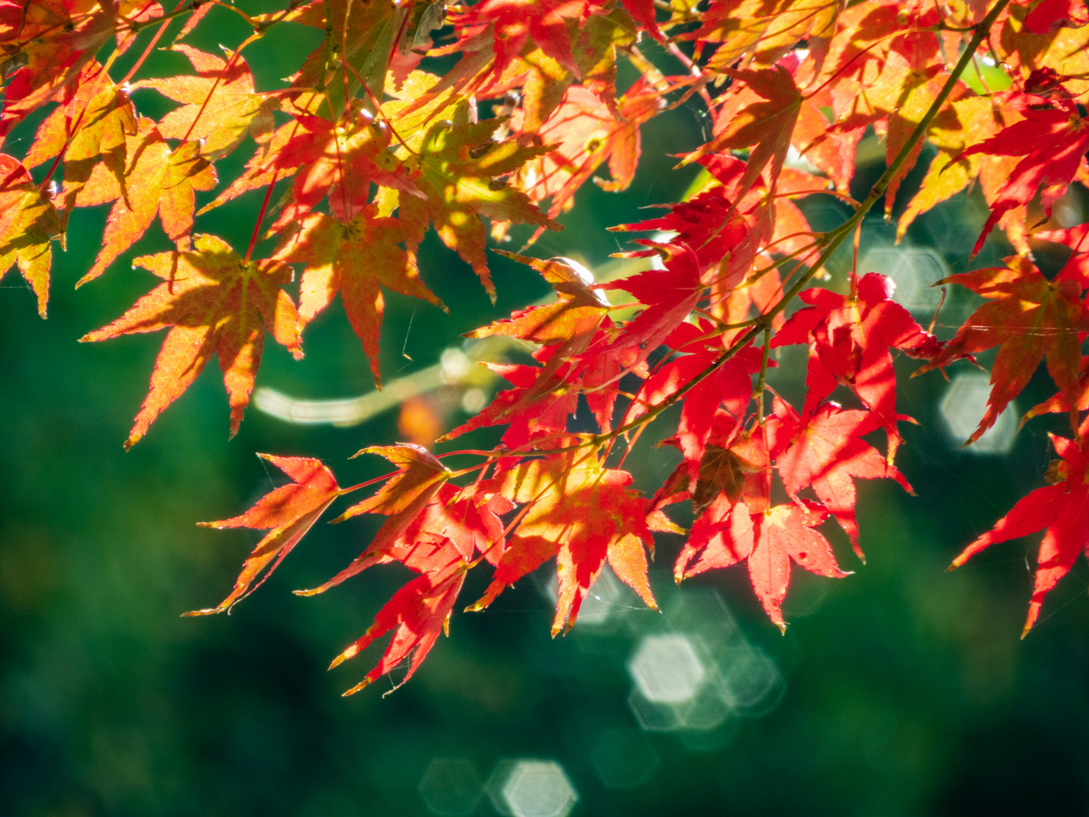 Photo by heppoko_yama