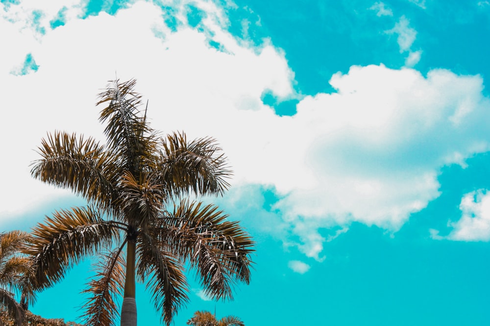 a palm tree with a blue sky in the background