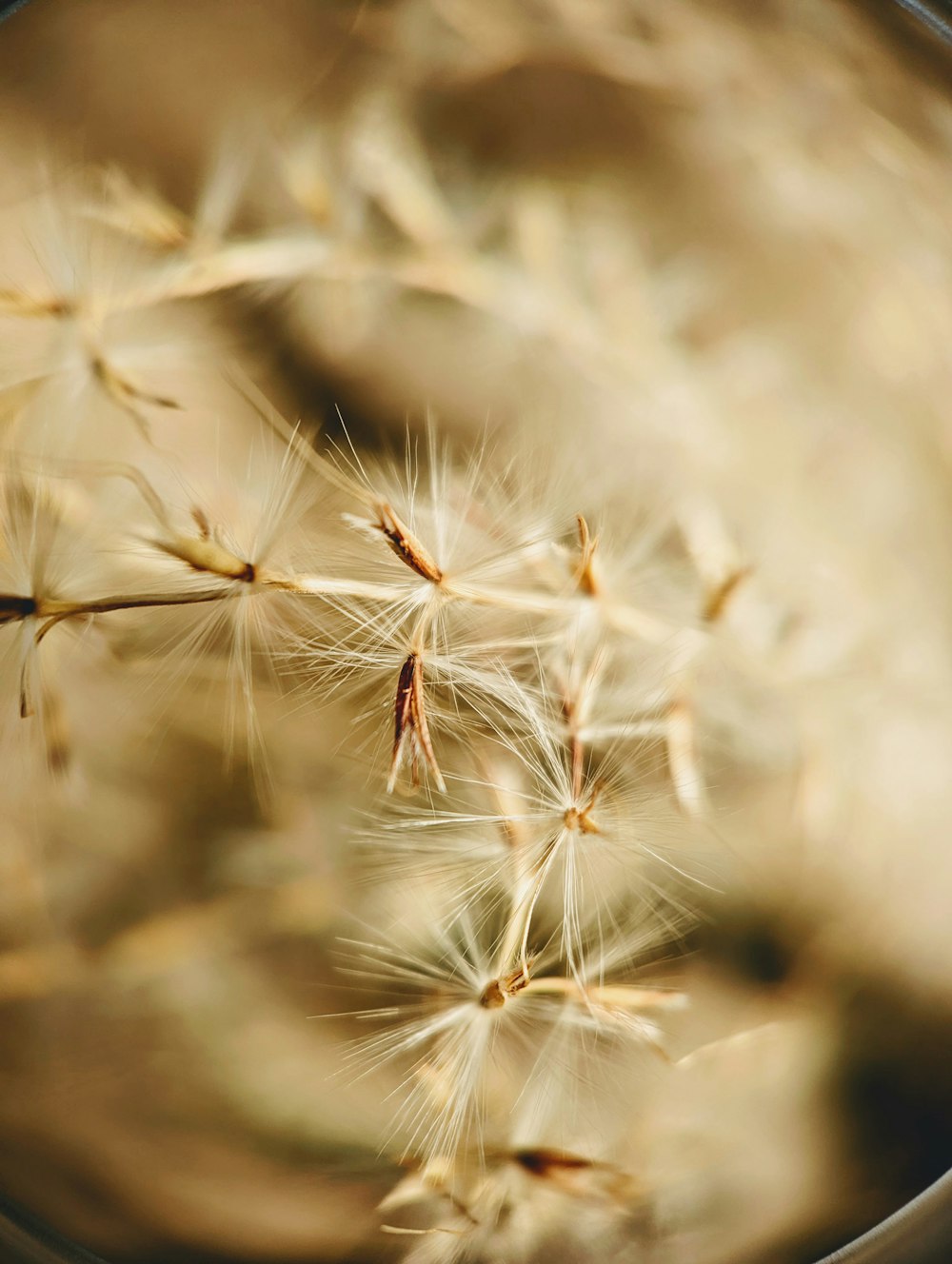 um close up de um dente-de-leão com um fundo desfocado