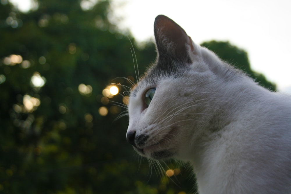 a close up of a cat with trees in the background