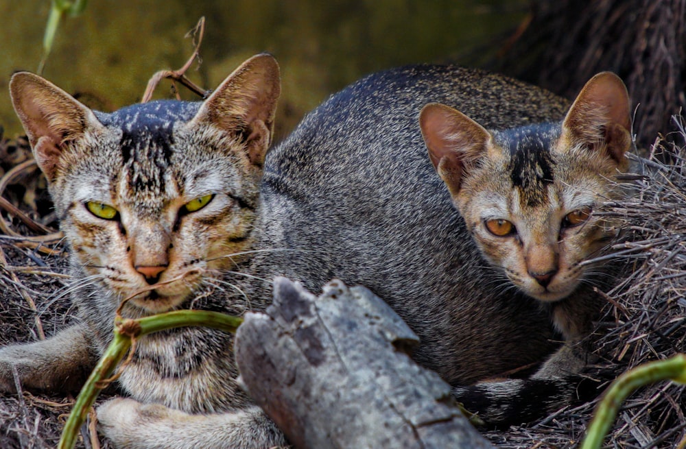 a couple of cats sitting next to each other