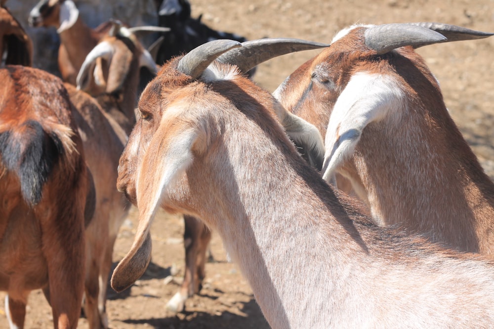 a herd of goats standing on top of a dirt field