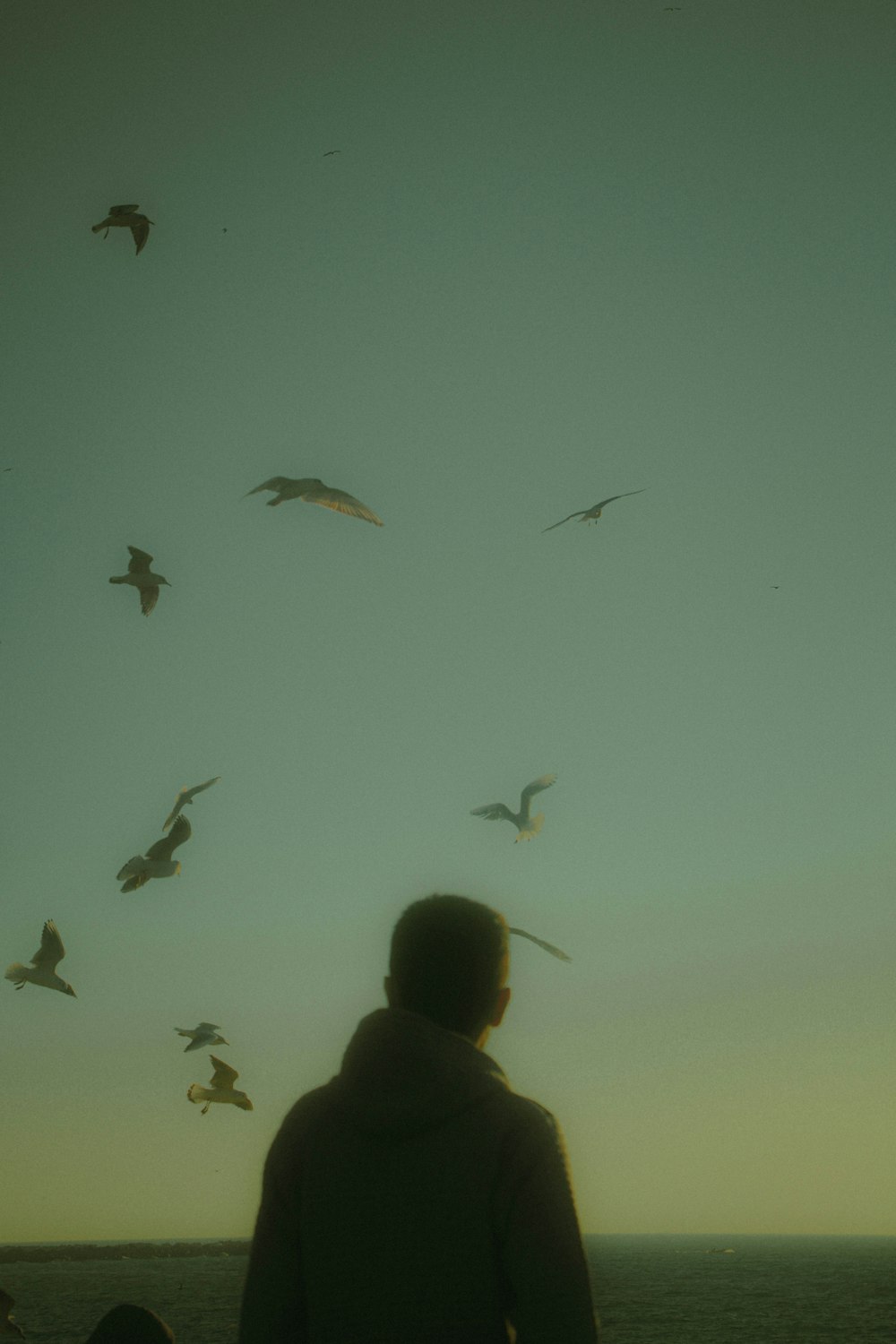 a man standing in front of a flock of birds