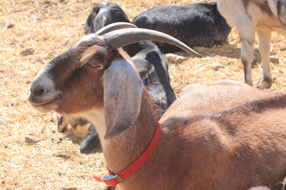 a close up of a goat with other goats in the background