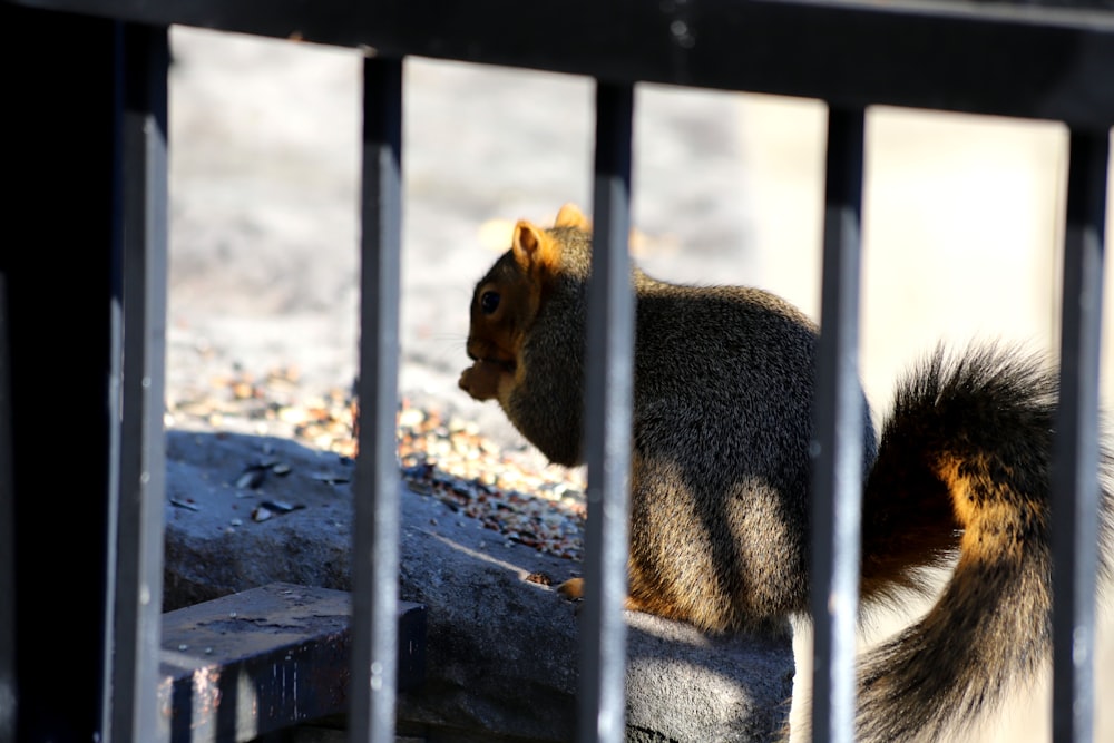 a squirrel is standing behind a metal fence