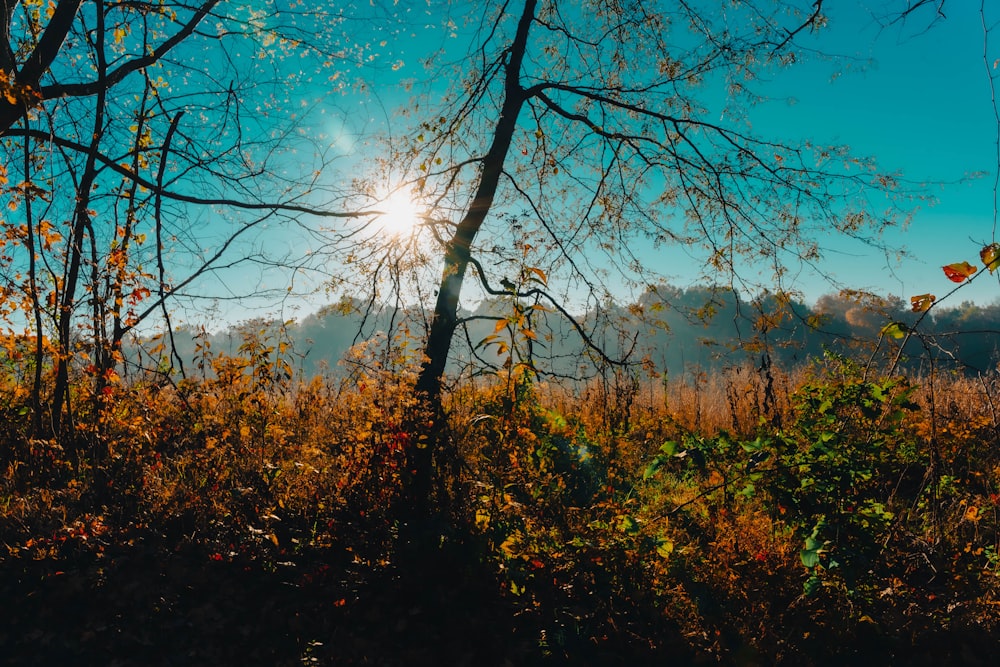 o sol está brilhando através das árvores na floresta