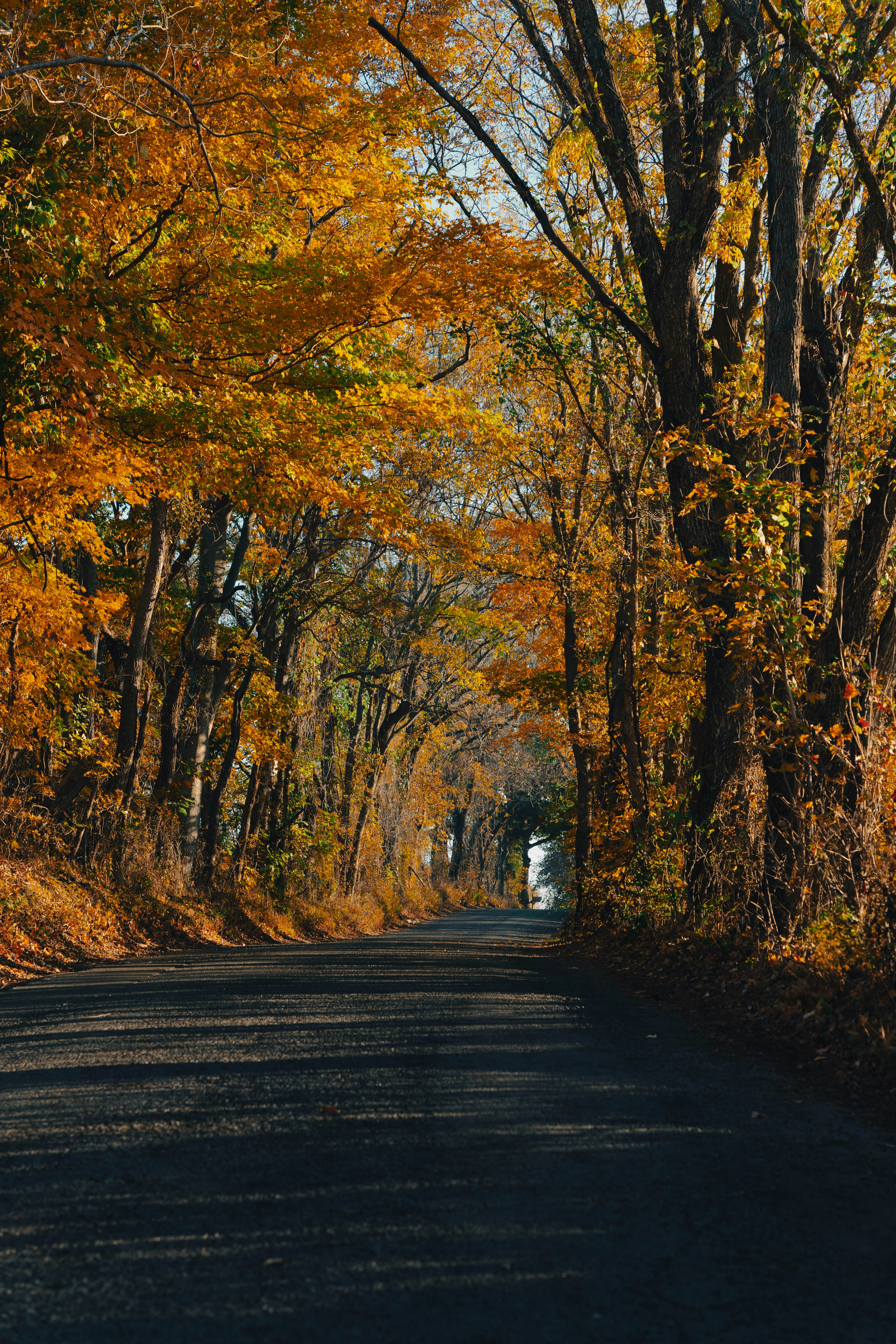 Photo by elmercanasjr