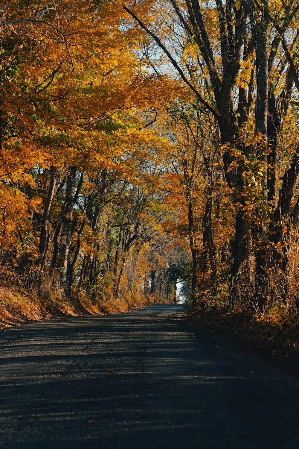 a road surrounded by trees with yellow leaves
