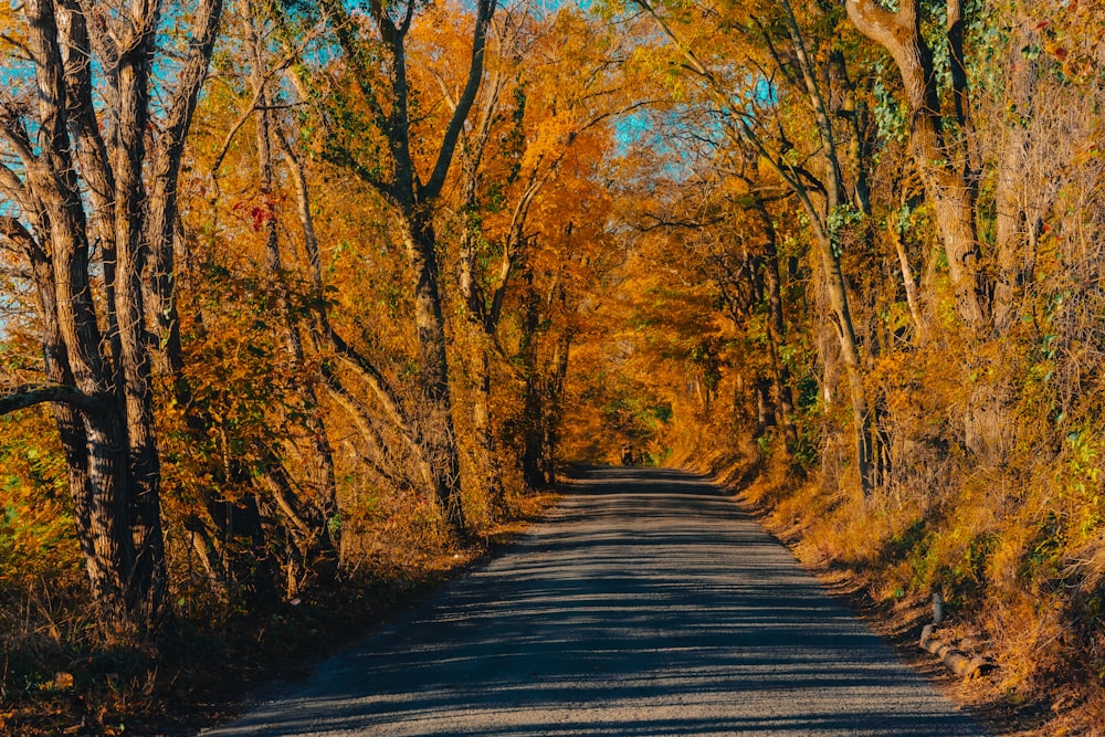 a road surrounded by trees in the fall