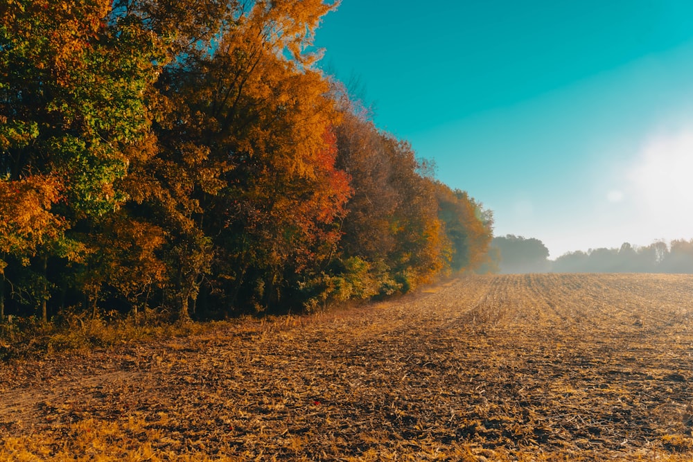 Un grand champ avec des arbres en arrière-plan