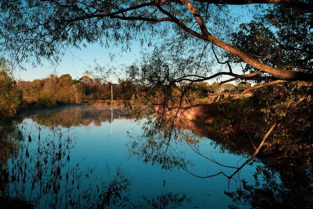 a body of water surrounded by trees and bushes