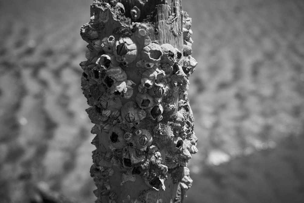 a close up of a tree with a bunch of skulls on it