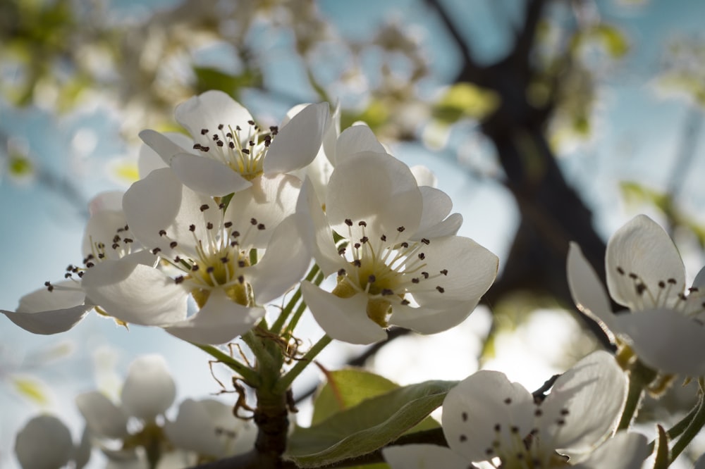 Un primo piano di un albero con fiori bianchi