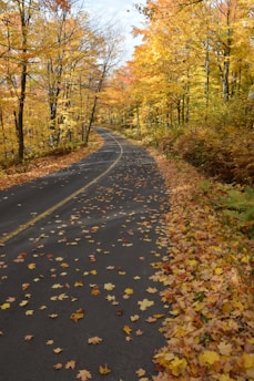a road surrounded by trees with leaves on the ground