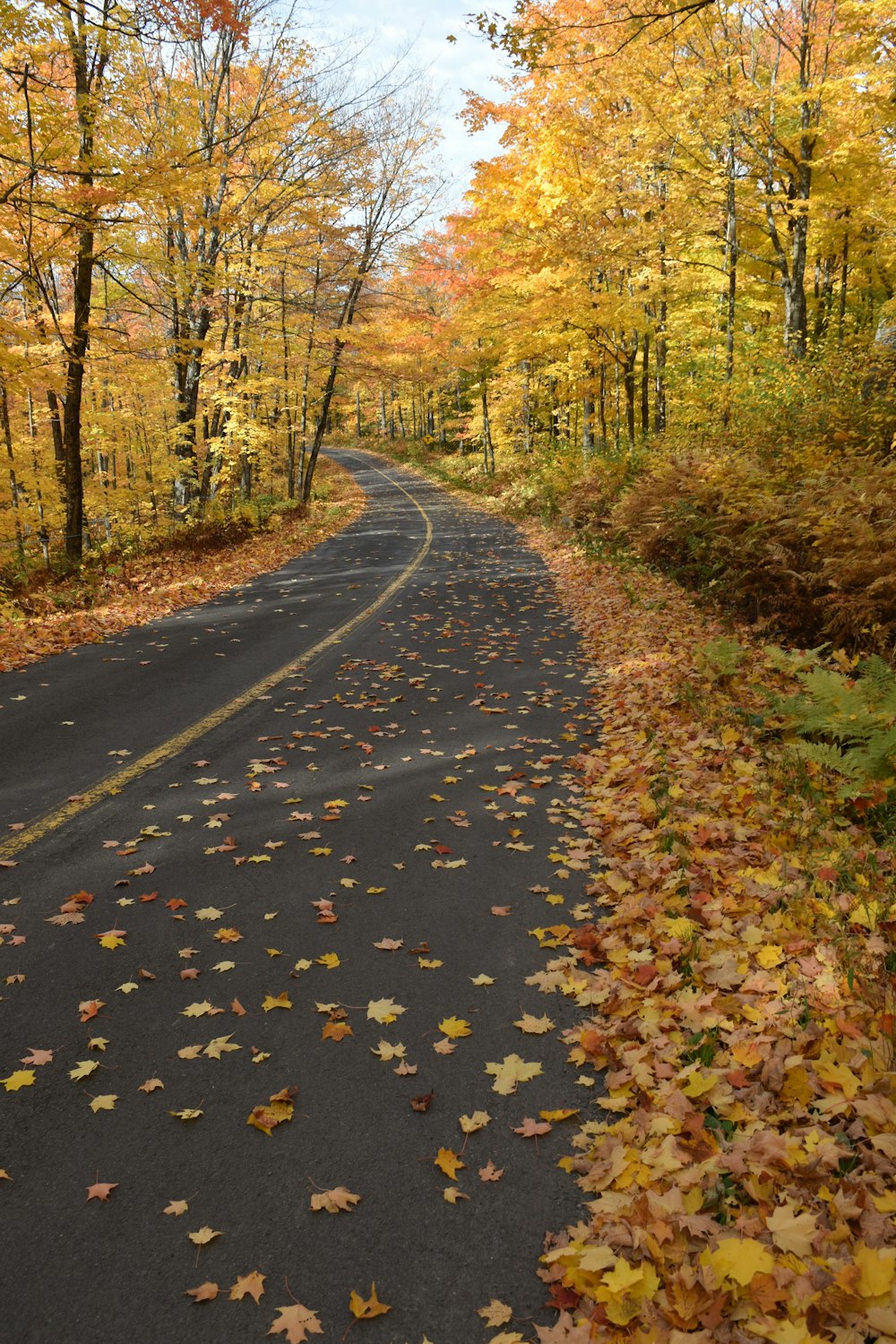 a road surrounded by trees with leaves on the ground