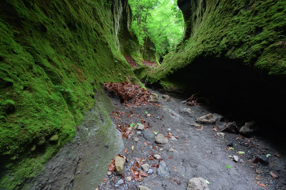 a narrow path in the middle of a green forest