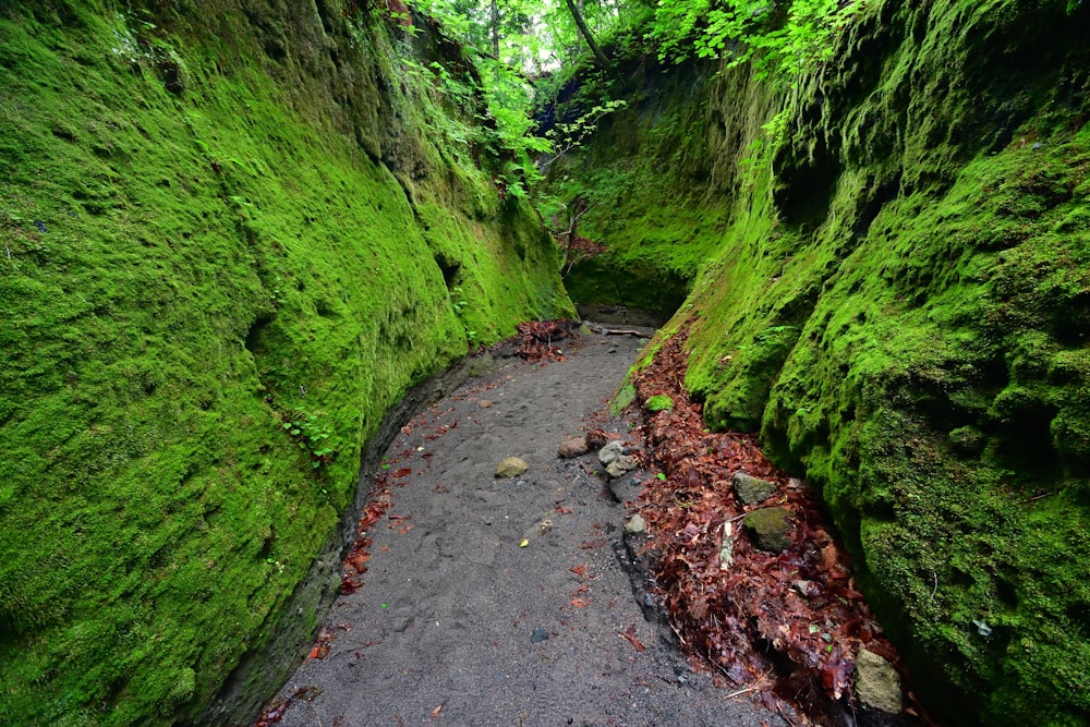 a narrow path in the middle of a lush green forest