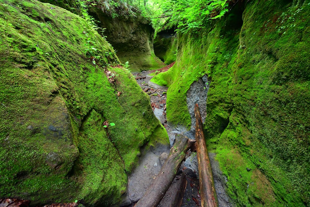 a narrow, mossy path in the middle of a forest