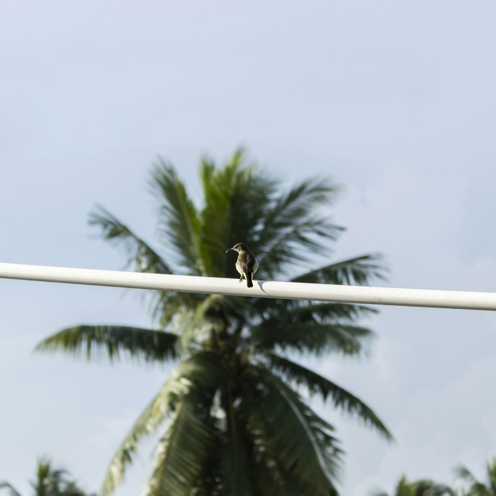 a small bird sitting on top of a white pole