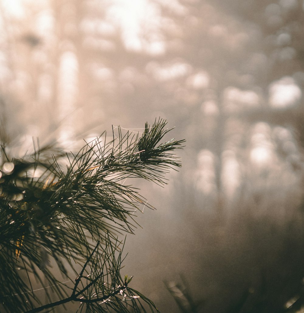 a close up of a pine tree in a forest