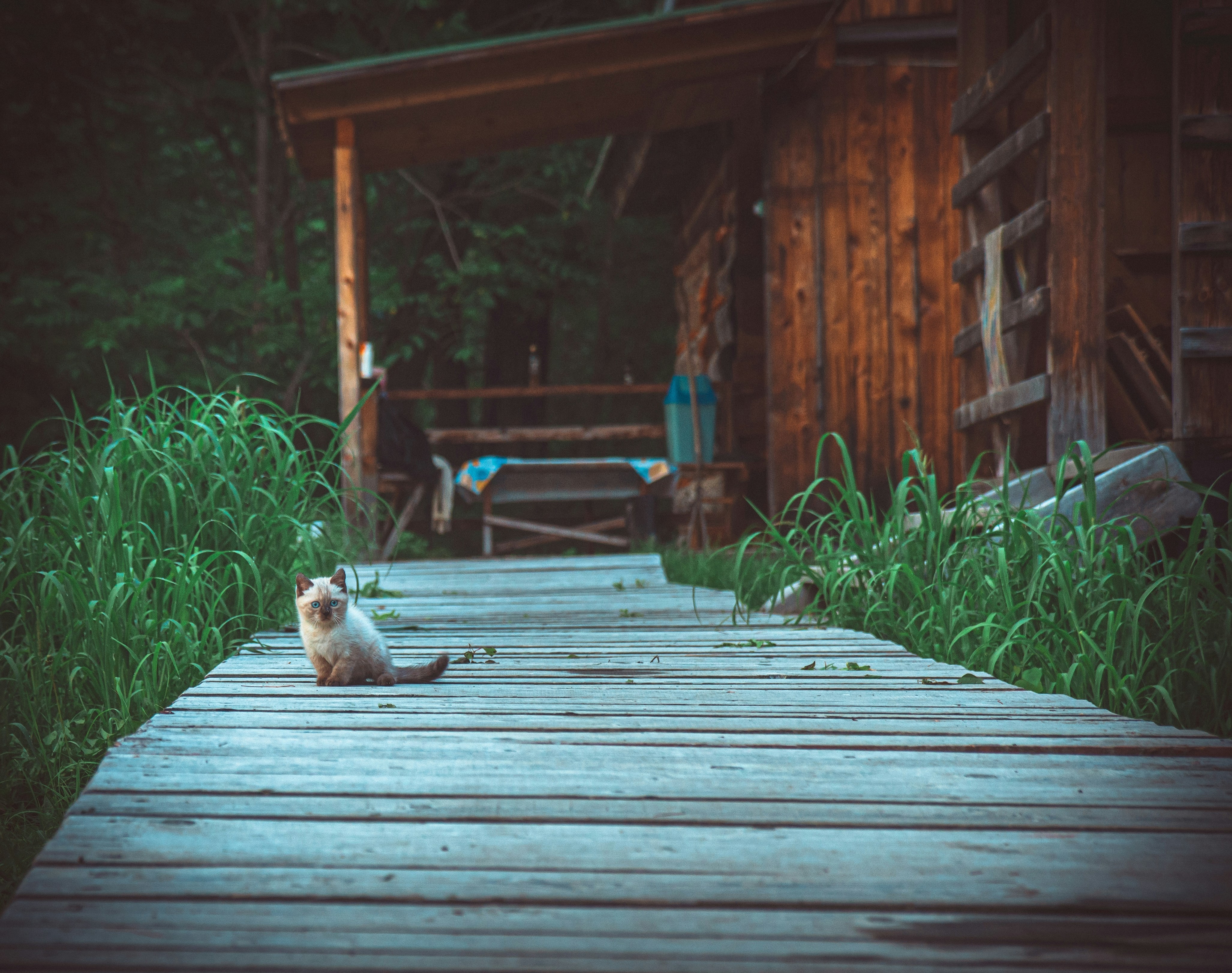 A cat is sitting on a wooden walkway photo – Free Blue Image on Unsplash