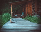 A small kitten is sitting on a wooden pathway surrounded by green grass. The pathway leads to a rustic cabin with wooden walls, visible in the background. The setting appears to be outdoors in a forested area with lush greenery.