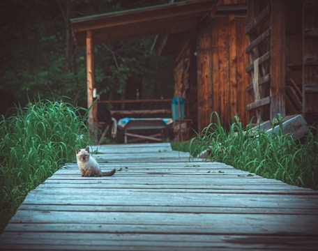 A small kitten is sitting on a wooden pathway surrounded by green grass. The pathway leads to a rustic cabin with wooden walls, visible in the background. The setting appears to be outdoors in a forested area with lush greenery.